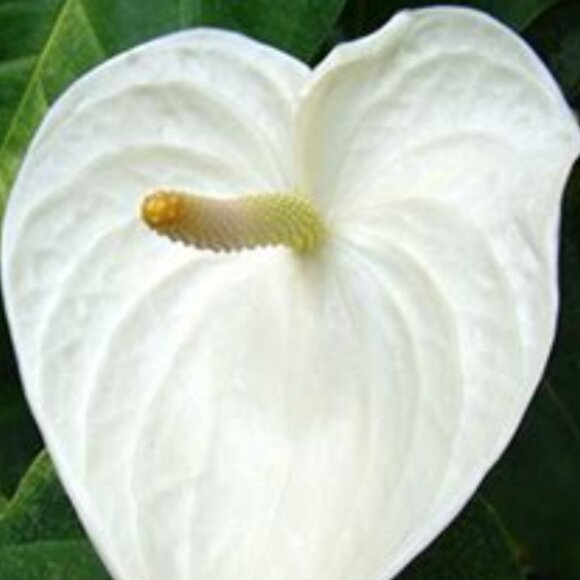ADD $1 - 10 Anthurium Plant Seeds for Garden or Indoor 'flowers' Pretty Colours - Picture 3 of 6